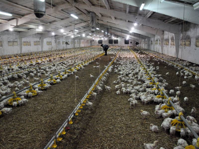 Granja avícola, bienestar y salud animal, Apliter Termografia